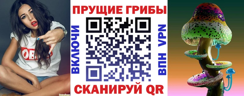 Купить  Губаха  Псилоцибиновые грибы Psilocybe 